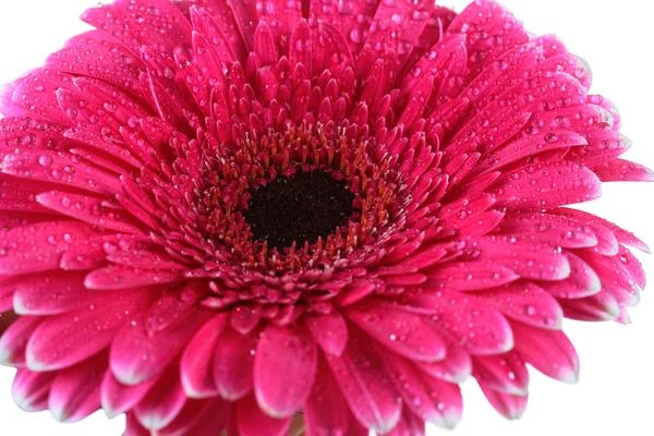 Hermosa flor de gerberas rosa aislada en blanco —  Fotos de Stock