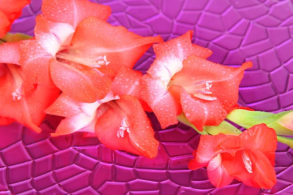 Schöne Gladiolenblüte im Wasser auf violettem Hintergrund — Stockfoto