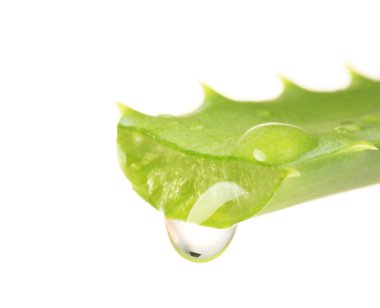 Aloe yaprak üzerinde beyaz izole bırak ile