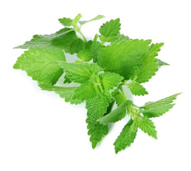 yeşil yaprakları, üzerinde beyaz izole