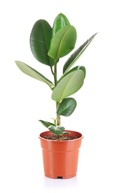 güzel bir çiçek üzerinde beyaz izole kap içinde