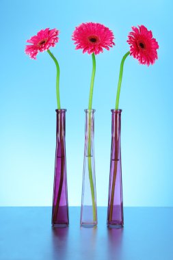 mavi zemin üzerine vazo içinde güzel pembe gerbera çiçekleri