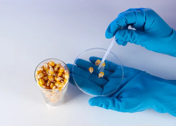 Groats in test tube and hand in gloves on blue background — Stock Photo, Image