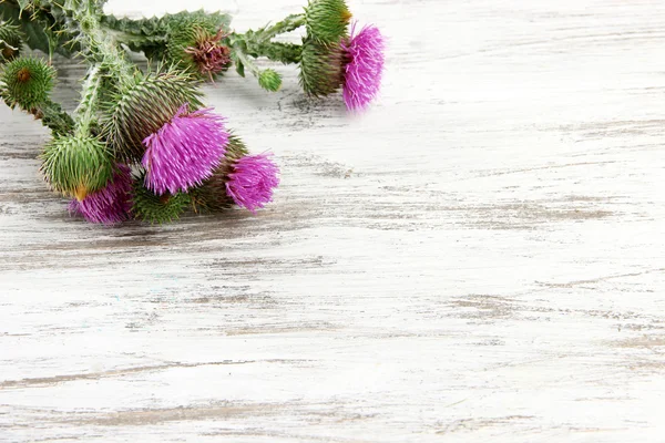 Thistle flowers on wooden background — Stock Photo, Image