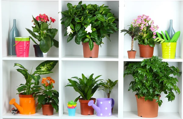 Beautiful flowers in pots on white shelves close-up — Stock Photo, Image