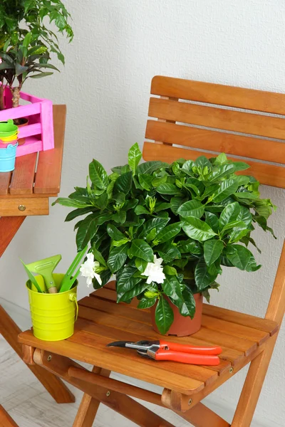 Viele schöne Blumen auf Tisch und Stuhl im Zimmer — Stockfoto