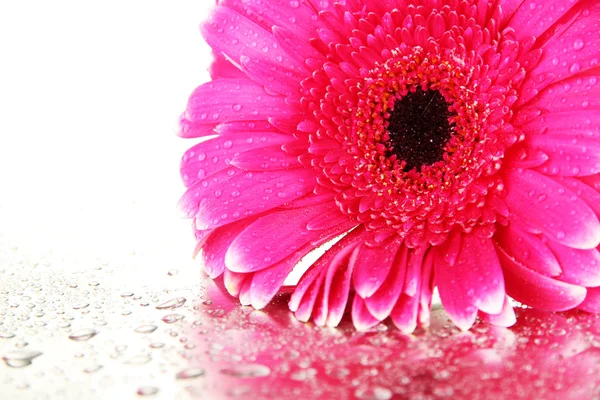 Vacker rosa gerbera blomma, närbild — Stockfoto