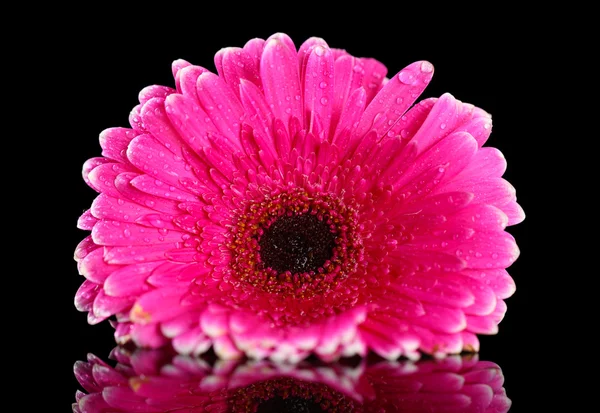 Siyah arka planda güzel pembe gerbera çiçeği — Stok fotoğraf