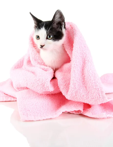 Small kitten in pink towel isolated on white — Stock Photo, Image