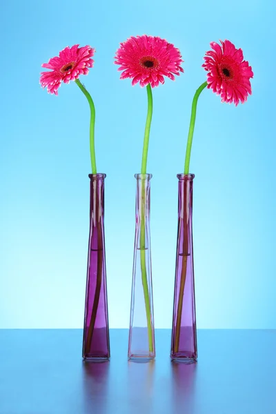 Schöne rosa Gerbera-Blüten in Vasen auf blauem Hintergrund — Stockfoto