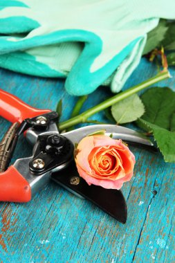 Bahçe secateurs ve gül ahşap masa yakın çekim üzerinde