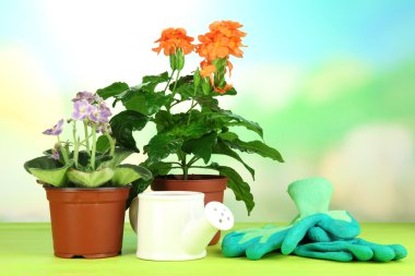 Tencere doğal zemin üzerine ahşap masa üzerine güzel çiçekler