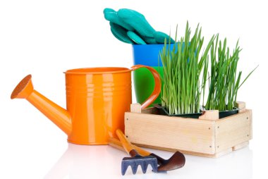 Tohum Kutusu ile üzerine beyaz izole fide