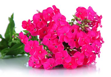 güzel beyaz izole phlox buket