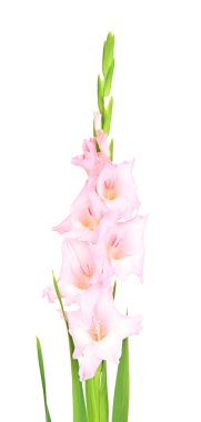 güzel Glayöl çiçek üzerinde beyaz izole