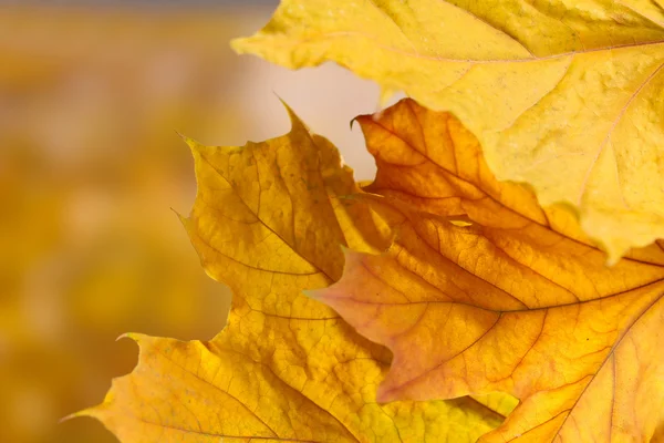 Suchý podzim Javorové listy na žlutém podkladu — Stock fotografie