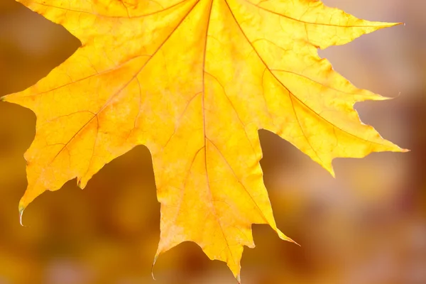 Dry autumn maple leaf on yellow background — Stock Photo, Image