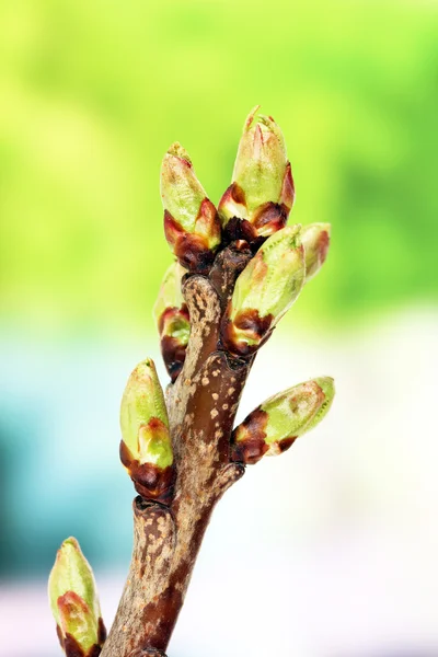 Kvetoucí pupeny na stromě na světlé pozadí — Stock fotografie