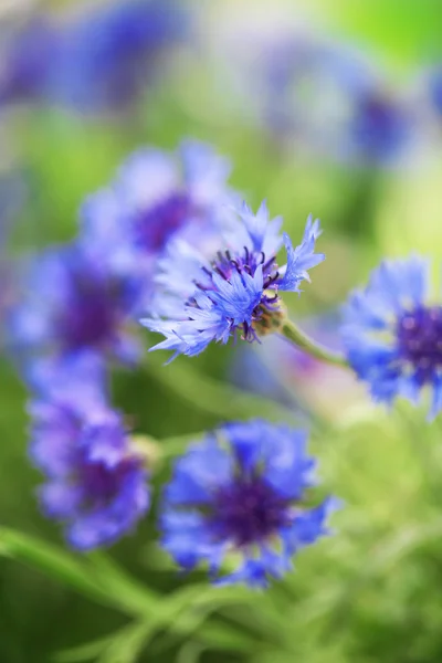 Beautiful bouquet of cornflowers on green background — Stock Photo, Image