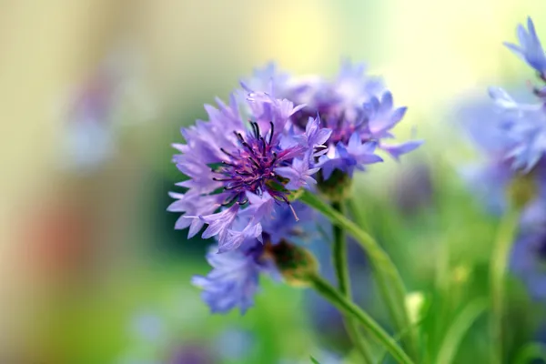 Vakre kornblomster, utendørs – stockfoto