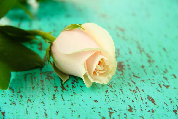 Hermosa rosa, sobre fondo de madera de color — Foto de Stock