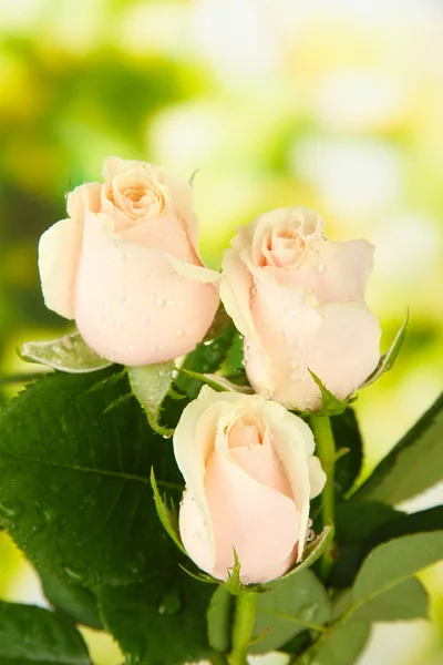 Vackra rosor, på ljus bakgrund — Stockfoto