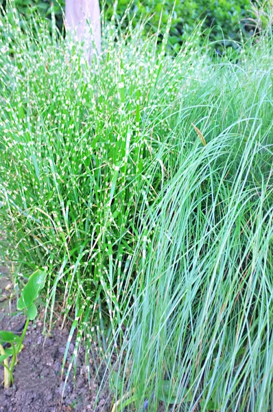 Schöner Hintergrund frischer grüner Pflanzen im Garten — Stockfoto