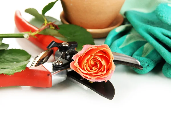 Garden secateurs and rose isolated on white — Stock Photo, Image