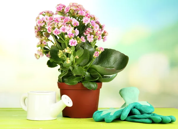 Vacker blomma i kruka på träbord på naturliga bakgrund — Stockfoto