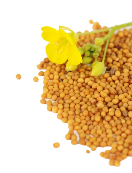 Mustard seeds with mustard flower isolated on white — Stock Photo, Image