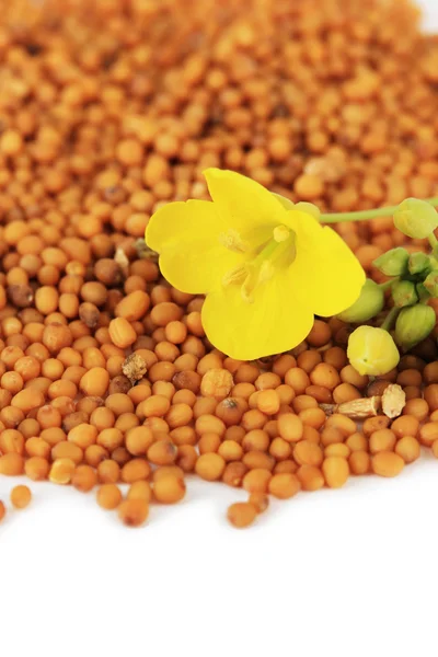 Mustard seeds with mustard flower isolated on white — Stock Photo, Image