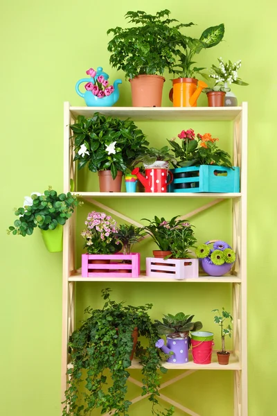 Beautiful flowers in pots on wooden shelves in room — Stock Photo, Image