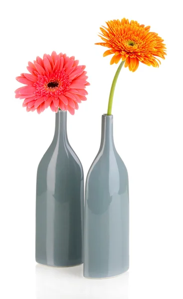 Belo gerber em vaso isolado em branco — Fotografia de Stock