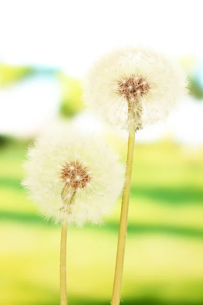 Dandelions on bright background — Stock Photo, Image