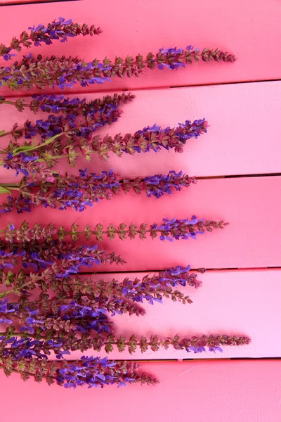 샐비어 꽃 분홍색 나무 배경 — 스톡 사진
