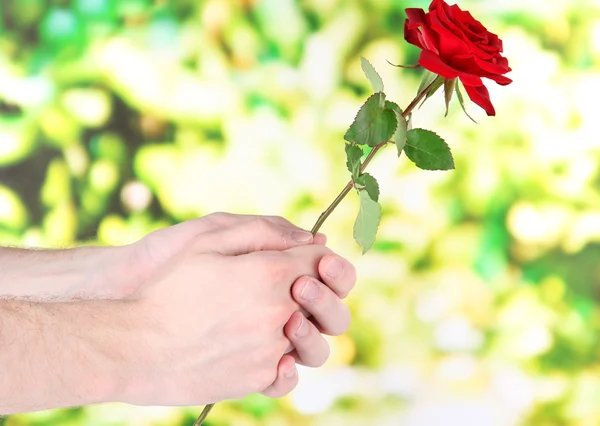 Man's hand giving a rose on bright background — Stock Photo, Image