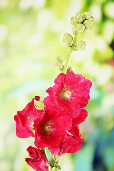 Pink mallow flowers in garden — Stock Photo, Image