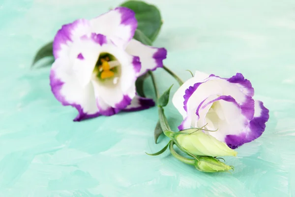 Bouquet di fiori di Eustoma su sfondo di legno a colori — Foto Stock