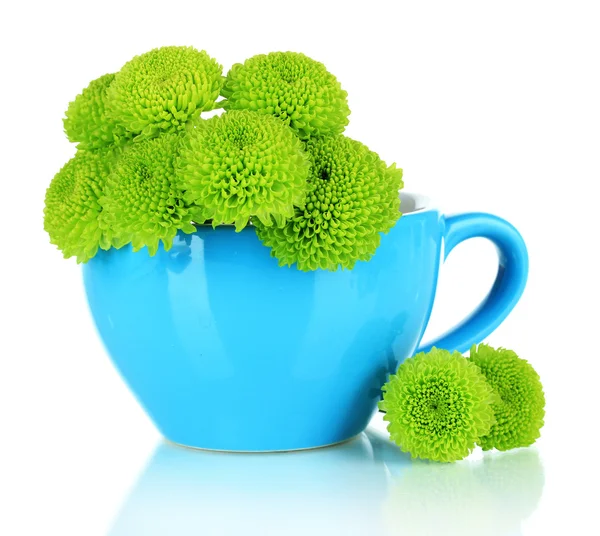 Beautiful green chrysanthemum in cup isolated on white — Stock Photo, Image