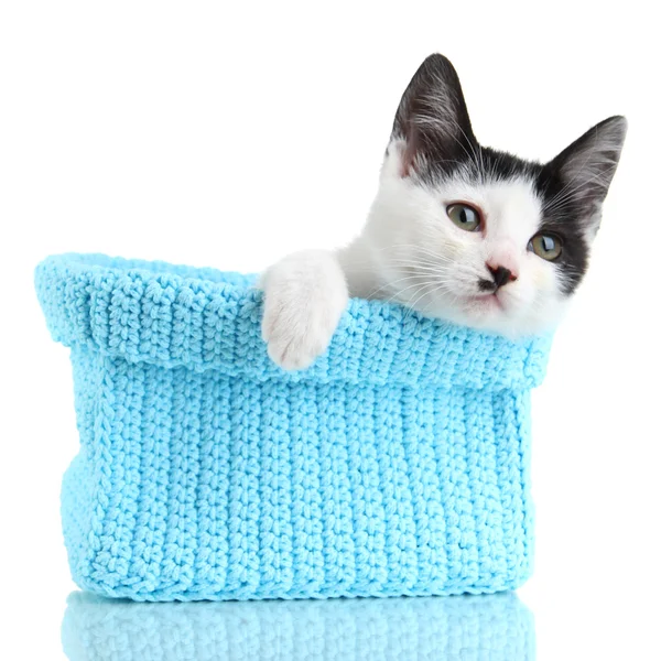 Kleine kitten in breien mand geïsoleerd op wit blauw — Stockfoto