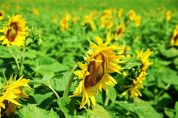 Beautiful sunflowers field — Stock Photo, Image