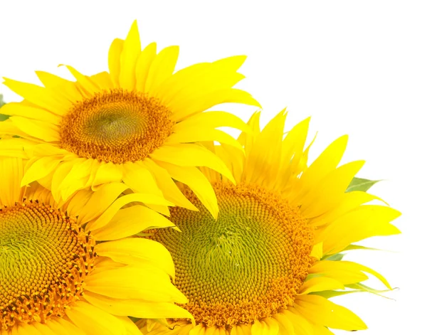 Girasoles aislados en blanco —  Fotos de Stock