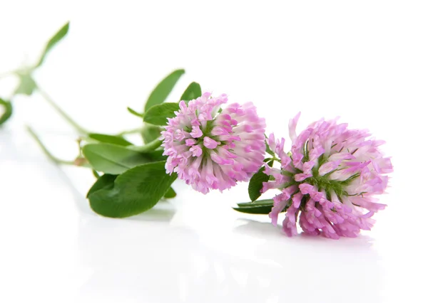 Fiori di trifoglio isolati su bianco — Foto Stock