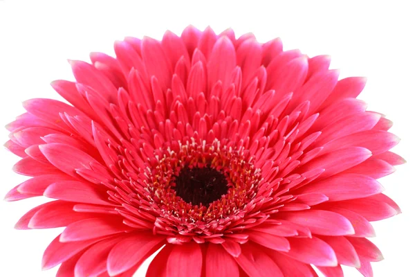 Bela flor de gerbera rosa isolada em branco — Fotografia de Stock