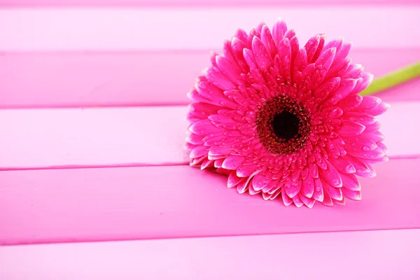 Güzel gerbera çiçek pembe ahşap tablo — Stok fotoğraf