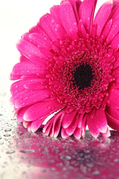 Gerbera piękny różowy kwiat, makro — Zdjęcie stockowe