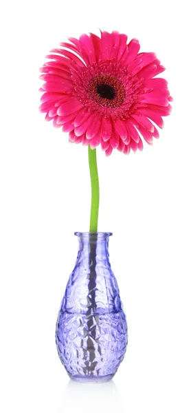 Beautiful pink gerbera flower in vase isolated on white — Stock Photo, Image