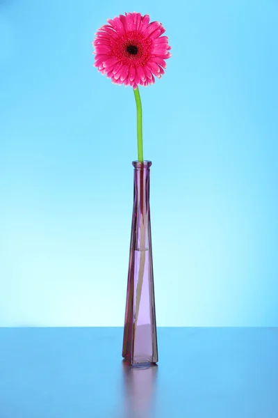 Hermosa flor rosa gerbera en jarrón sobre fondo azul —  Fotos de Stock