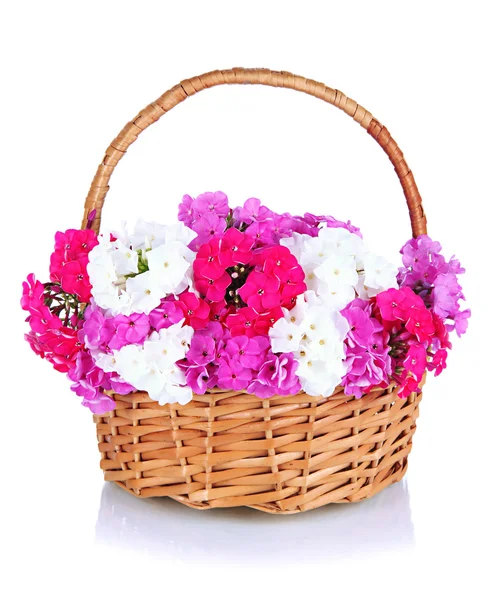 Beautiful bouquet of phlox in wicker basket isolated on white — Stock Photo, Image