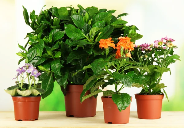 Hermosas flores en macetas sobre mesa de madera sobre fondo natural —  Fotos de Stock